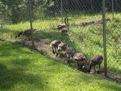 [Both families are on the other side of a chain-link fence. The family of seven is against the near part of the fence eating rice cakes while the other family is in the background.]